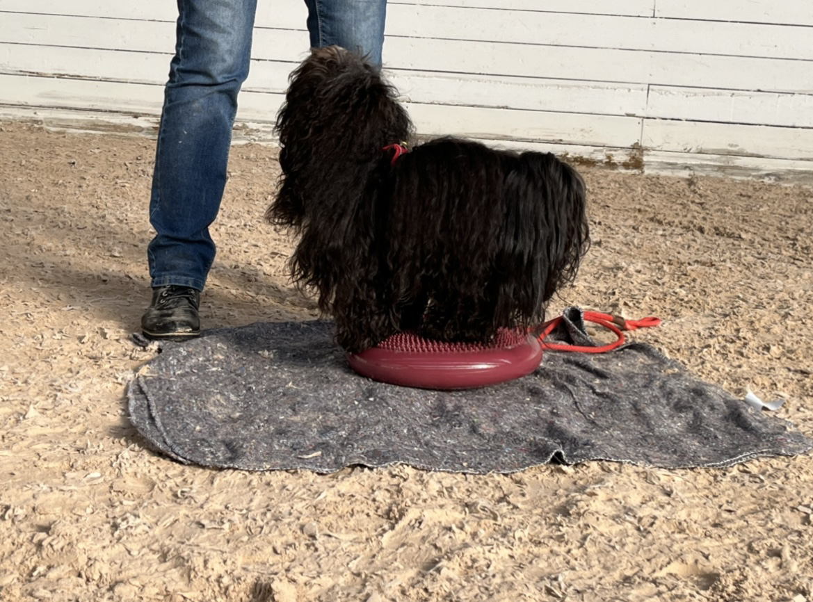 Ninette Eriksen, Bichon Havanais - Gabbi