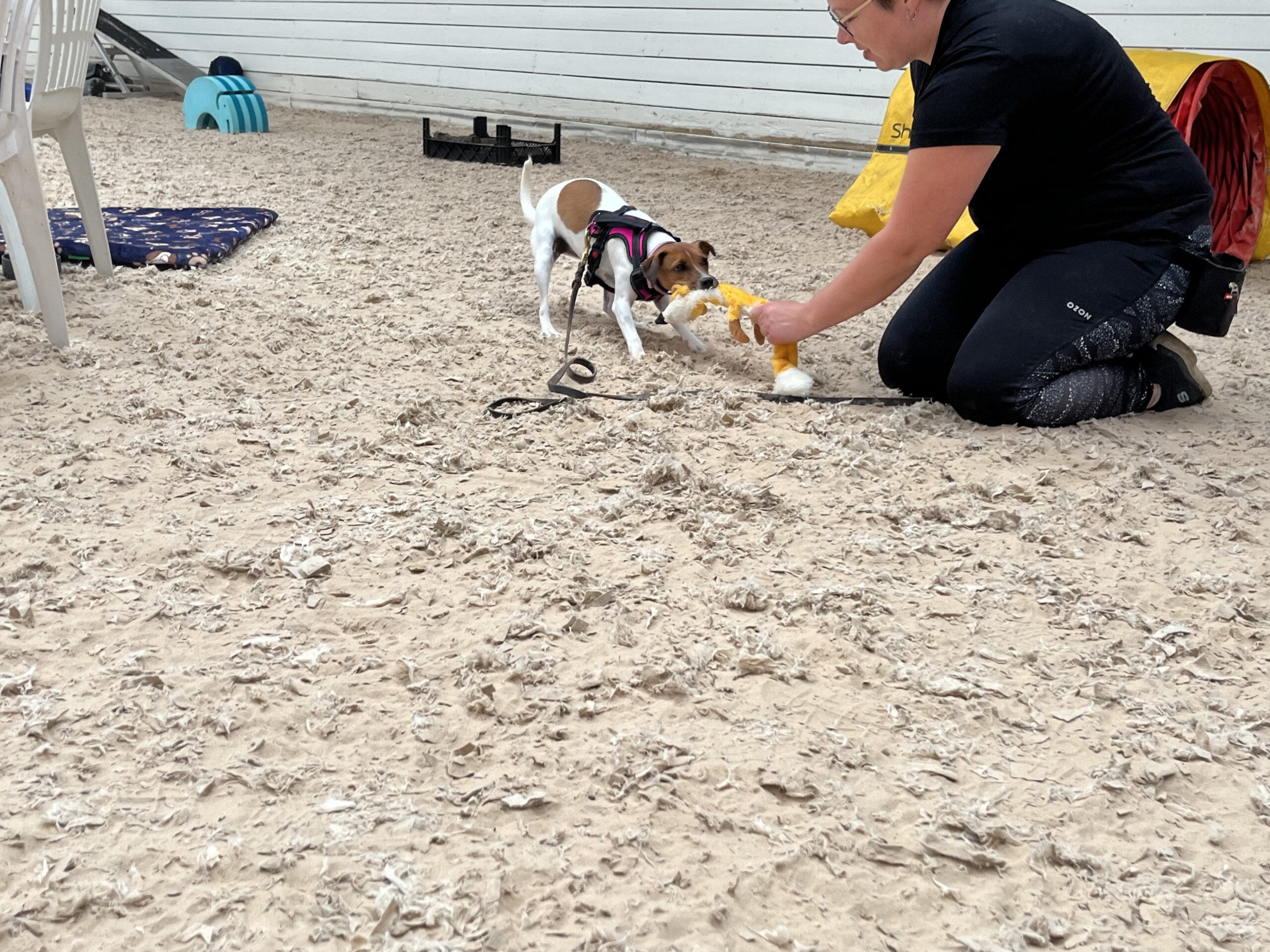 Naja Jæger, Dansk Svensk Gårdhund - Fergie