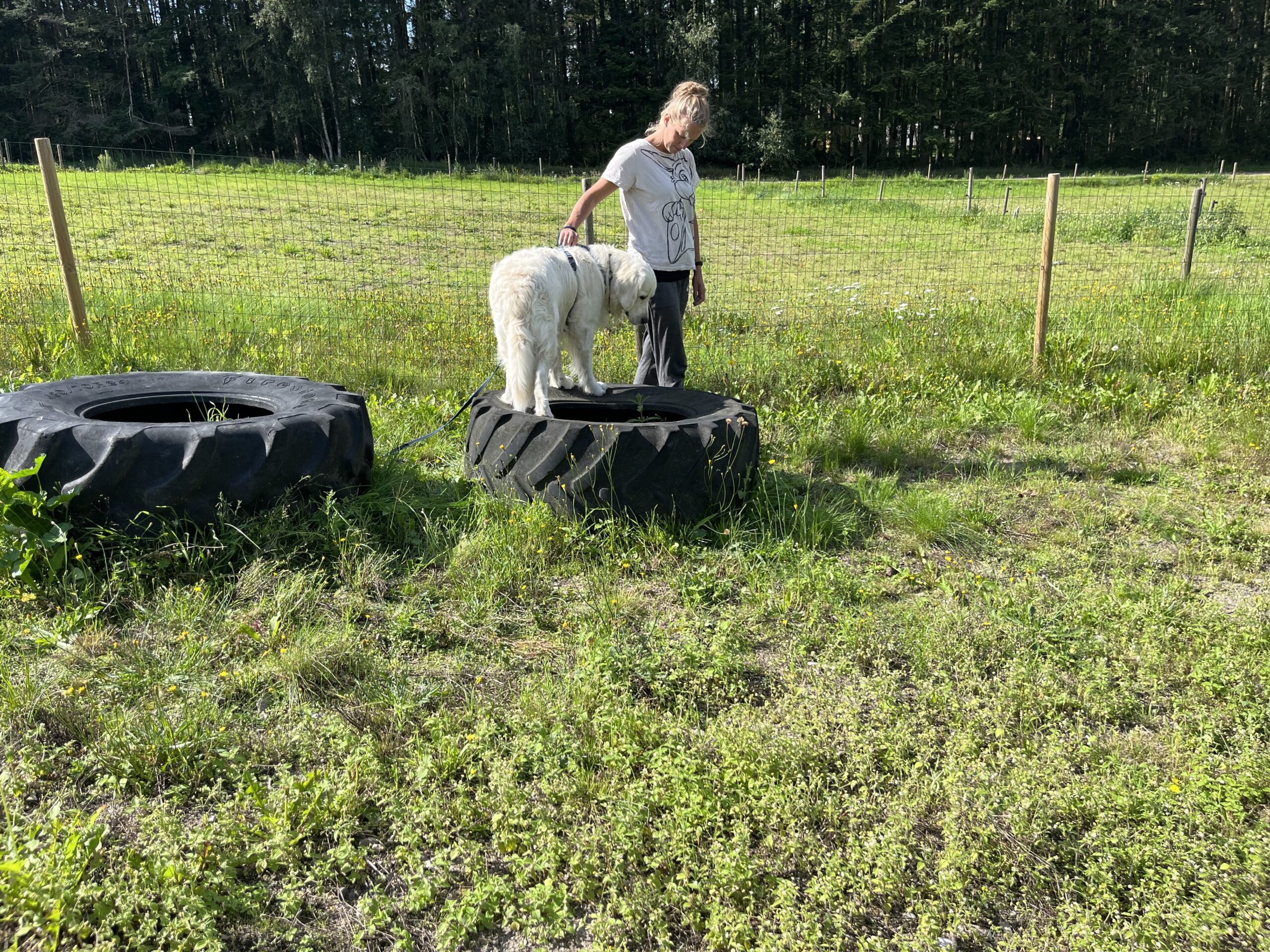 Amanda Bibelheimer og Chris Flink, Golden Retriever - Trøffel