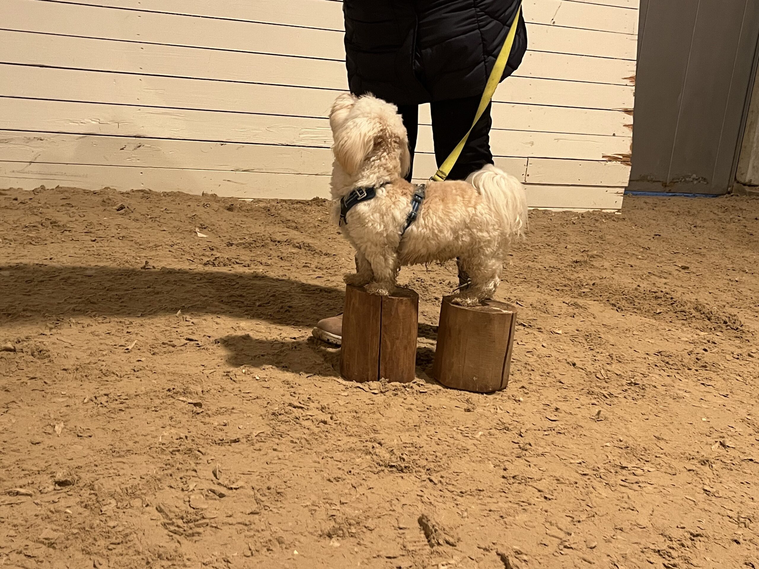 Katrin og Jan, Bichon Havanais - Max