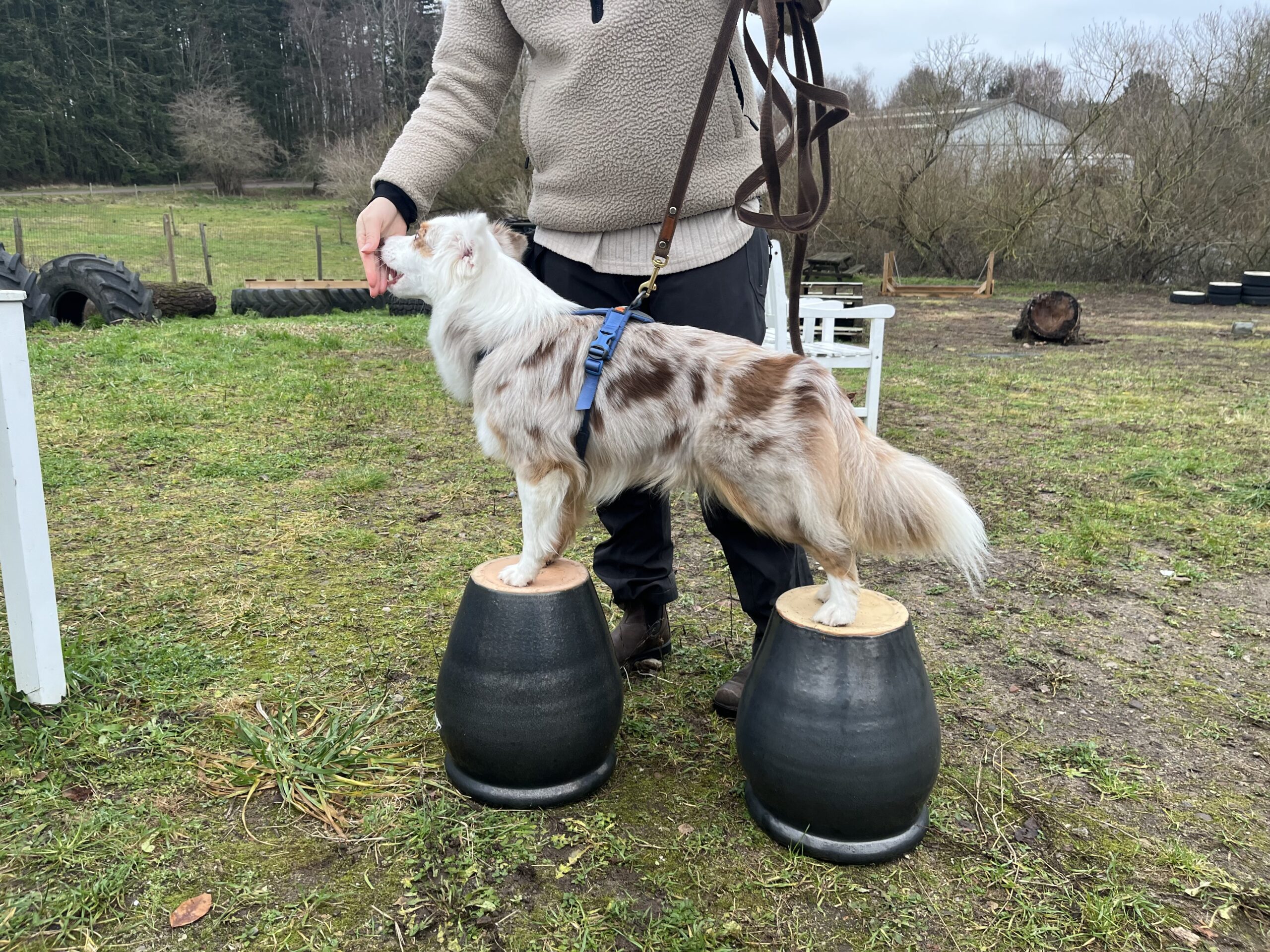 Julia Byrholt, Miniature American Shepherd - Ruth