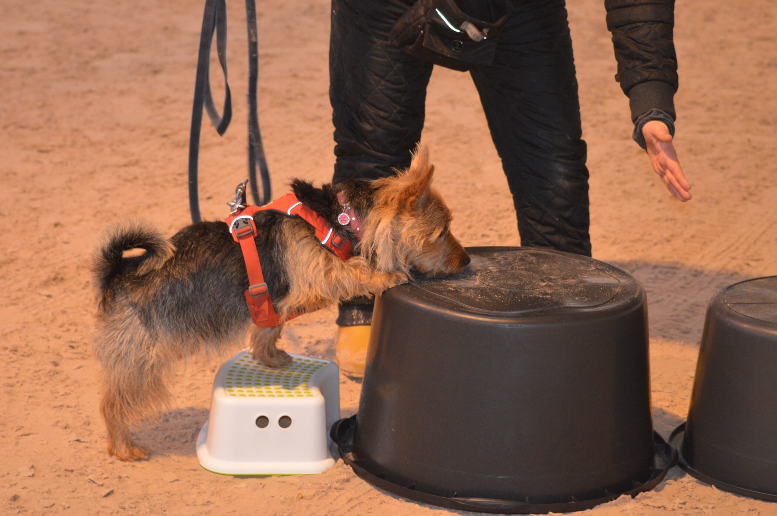 Helle Wittrock, Australsk Terrier - Ronja