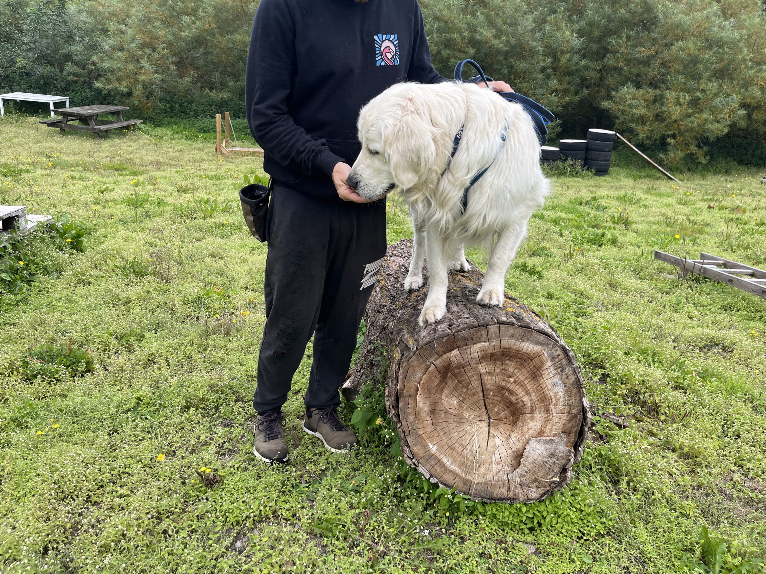 Amanda Bibelheimer og Chris Flink, Golden Retriever - Trøffel