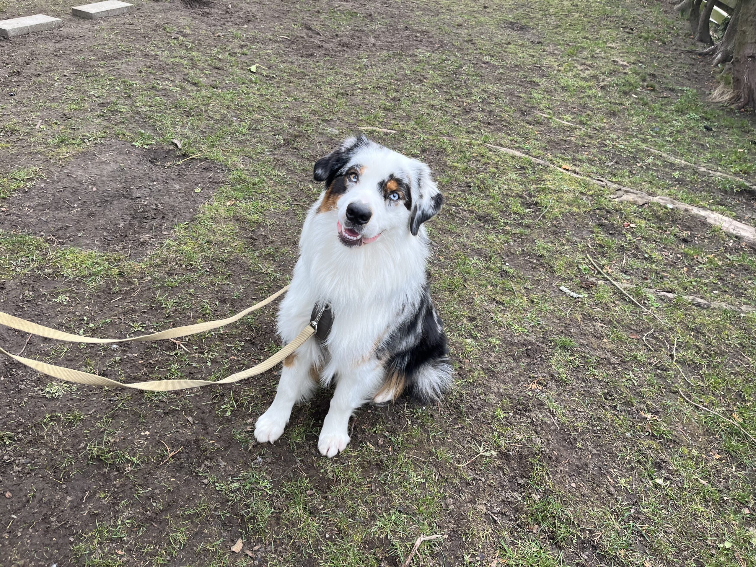 Karolina, Australian Shepherd -  Leo